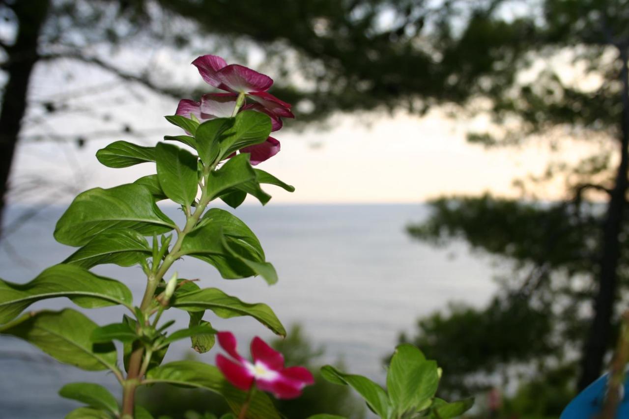 Apartments Rotim, Mljet, Sutmiholjska Babino Polje Buitenkant foto